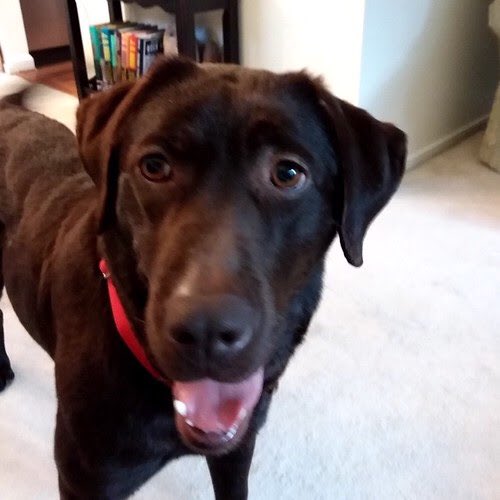 LabRescueLRCP's tweet photo. If you came here seeking happy news, you came to the right place! Last week @LabRescueLRCP made 24 labs very, very happy by finding them each a forever home! Can you say "Home Improvement"?! π
#labrescue
#AdoptDontShop
Apply now https://t.co/jQHkk4YUYA https://t.co/UxbngyNJzI
