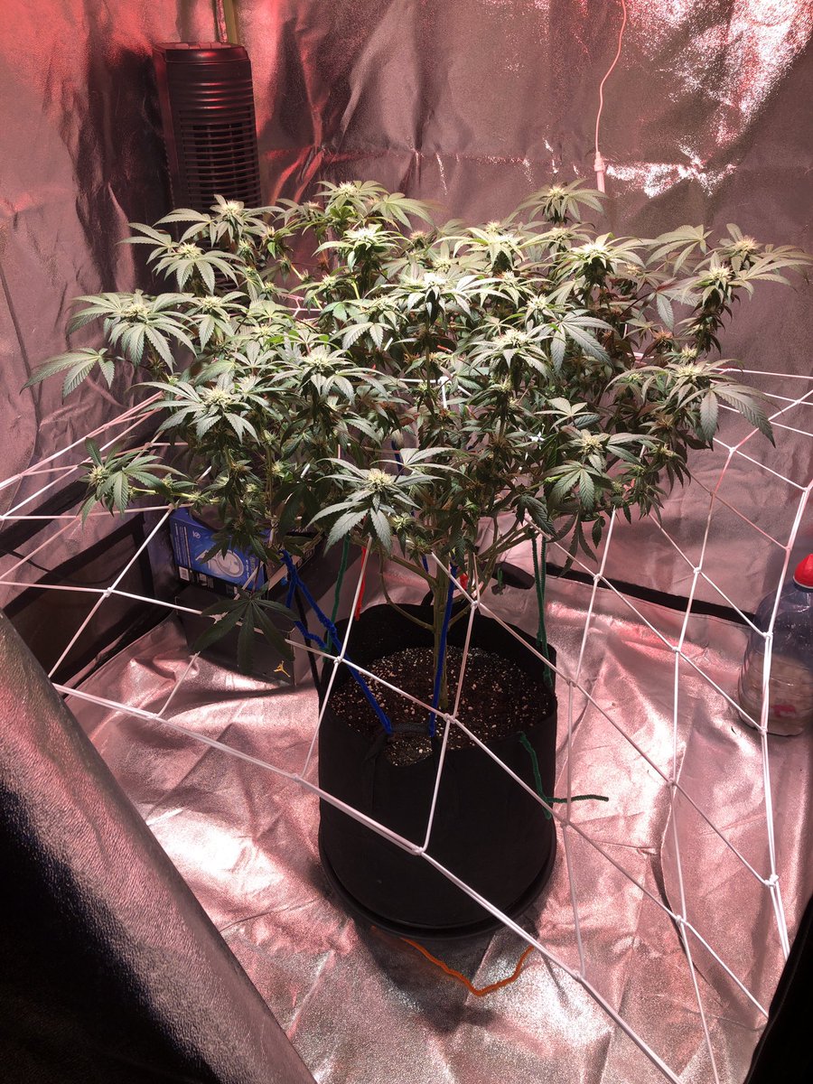 bradm_92's tweet photo. 4 weeks in and i got her stripped and stretched wide open to try to get some light to the bud sites, but still looking like shes moving along great 😍😍👌👌 https://t.co/IsgSTZFRvW