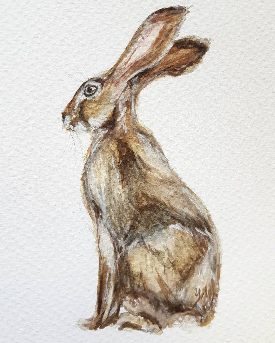 SimonaMandra's tweet photo. A #watercolorpainting of a #hare I started long ago. I thought Easter would be a good time to finish this #bunny. 😊

#forestanimals #woodlandanimals #indianhare #idiananimals #rabbit #mammals #gouachepainting https://t.co/L04IHu83qb