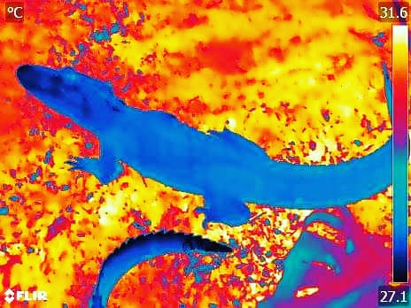 SandieC74919096's tweet photo. What do you do when you get snapped at by an Alligator Mississippienes..snap right back that's what, before becoming it's morning snack!! Nom, Nom!!
#skinsir #Alligator #conservation #ectotherm #thermalimaging #thermalbiology #shuttleworthcollege https://t.co/ojGe67rl8y
