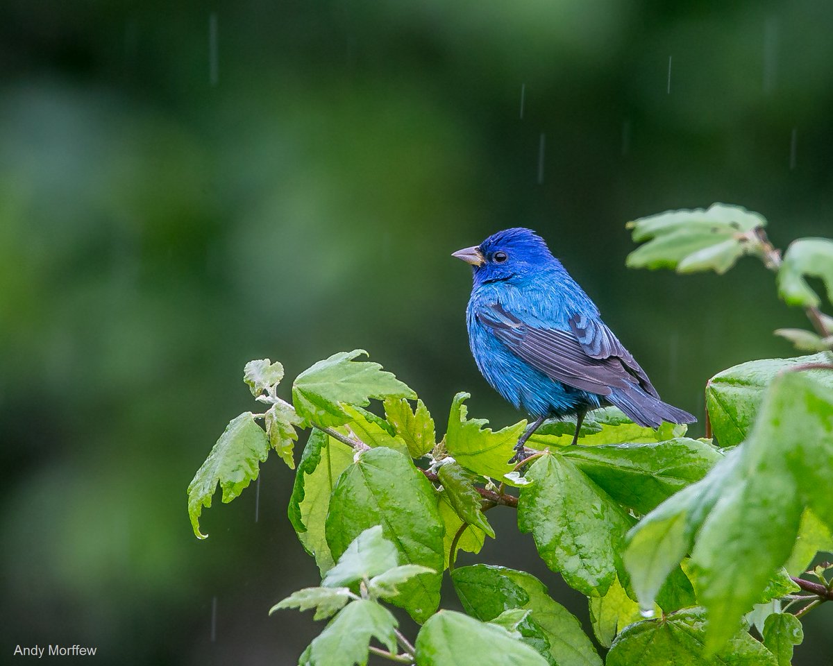 The Indigo Bunting is #GeorgianBay's only all-blue #bird, and today's #GeorgianBayBirdoftheDay! These birds learn to sing from their neighbours and have different melodies depending on the place they live. More: allaboutbirds.org/guide/Indigo_B…