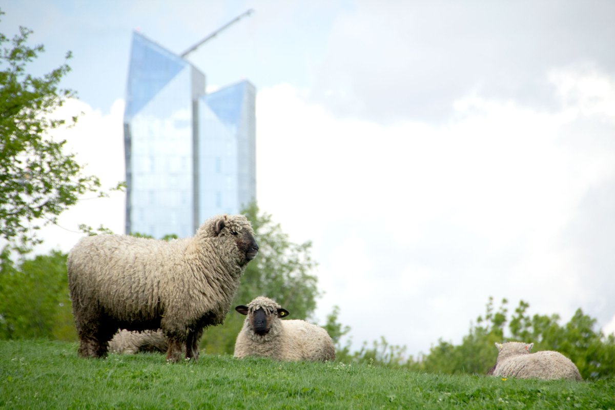 Mudchute Park + Farm tweet media