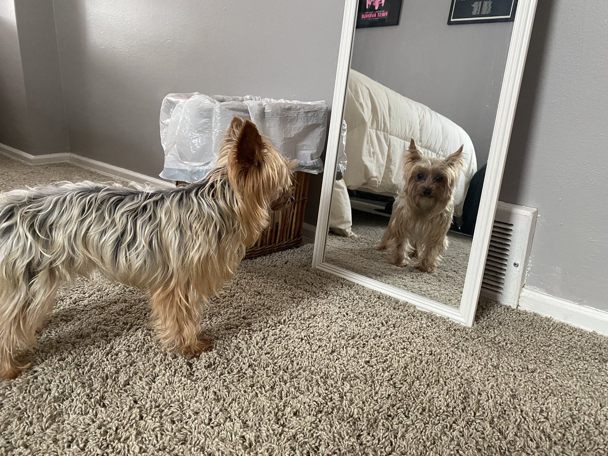 har mar superstar twitter