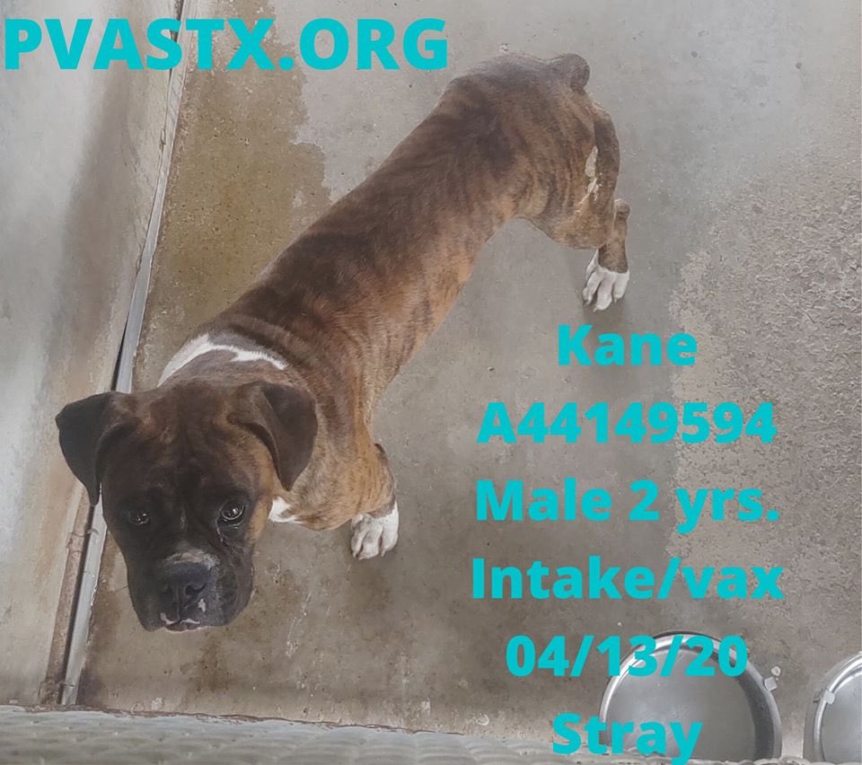 MoishesMom's tweet image. 🚨🆘👇🏻These 4 beauties will 💉🩸if no1 comes ☹️😖😩😭 #Palm #Valley 💉🩸the pups from the #RioGrandeValley 🚨🆘👇🏻 #retweet #foster #adopt #CAPA These pups want ♥️&amp;amp; treats &amp;amp; toys &amp;amp; food—is that too much to ask of humans? Kane, Miller, Panther &amp;amp; Konan need U 🤗🙏#SavePalmValleyPups