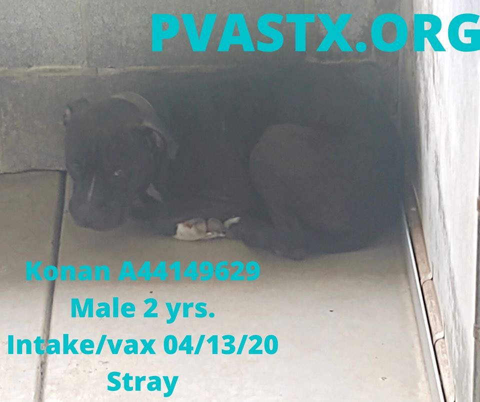 MoishesMom's tweet image. 🚨🆘👇🏻These 4 beauties will 💉🩸if no1 comes ☹️😖😩😭 #Palm #Valley 💉🩸the pups from the #RioGrandeValley 🚨🆘👇🏻 #retweet #foster #adopt #CAPA These pups want ♥️&amp;amp; treats &amp;amp; toys &amp;amp; food—is that too much to ask of humans? Kane, Miller, Panther &amp;amp; Konan need U 🤗🙏#SavePalmValleyPups