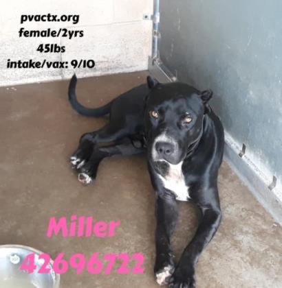 MoishesMom's tweet image. 🚨🆘👇🏻These 4 beauties will 💉🩸if no1 comes ☹️😖😩😭 #Palm #Valley 💉🩸the pups from the #RioGrandeValley 🚨🆘👇🏻 #retweet #foster #adopt #CAPA These pups want ♥️&amp;amp; treats &amp;amp; toys &amp;amp; food—is that too much to ask of humans? Kane, Miller, Panther &amp;amp; Konan need U 🤗🙏#SavePalmValleyPups