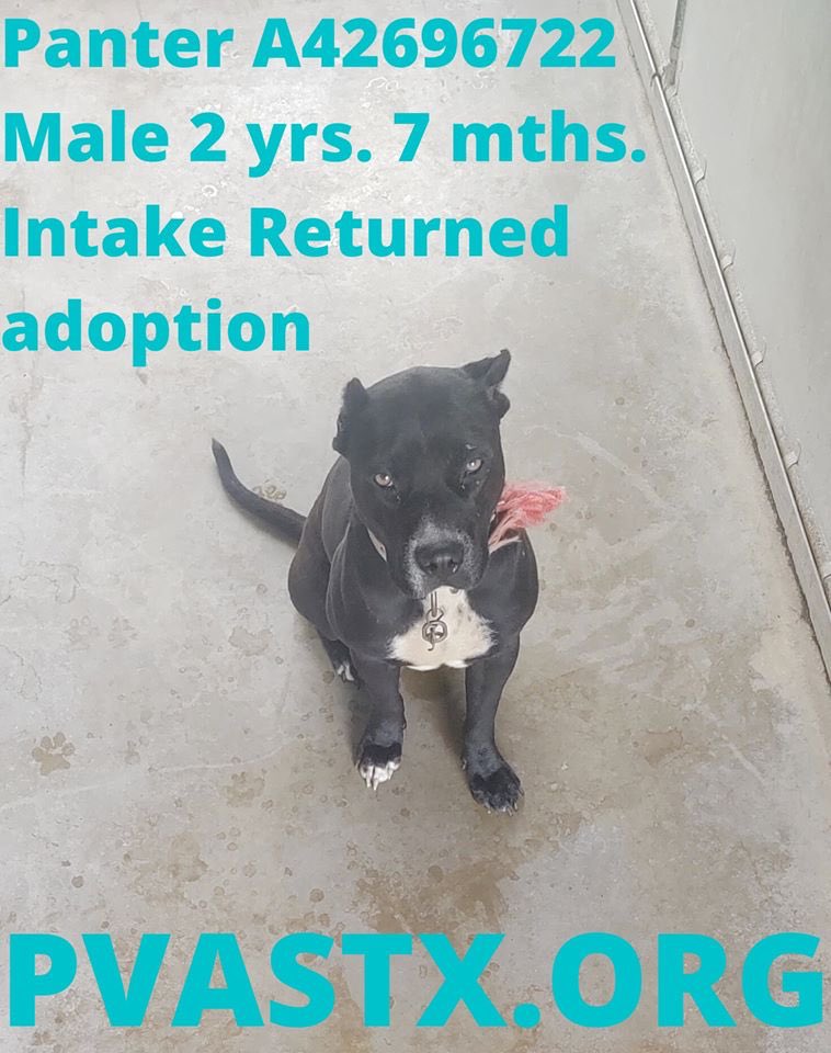 MoishesMom's tweet image. 🚨🆘👇🏻These 4 beauties will 💉🩸if no1 comes ☹️😖😩😭 #Palm #Valley 💉🩸the pups from the #RioGrandeValley 🚨🆘👇🏻 #retweet #foster #adopt #CAPA These pups want ♥️&amp;amp; treats &amp;amp; toys &amp;amp; food—is that too much to ask of humans? Kane, Miller, Panther &amp;amp; Konan need U 🤗🙏#SavePalmValleyPups