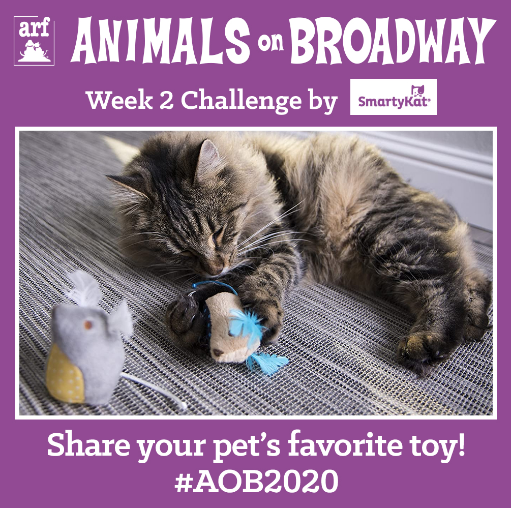 JoyboundTweets's tweet photo. This weekโs Animals on Broadway weekly challenge is brought to you by #SmartyKat:
Share your petโs favorite toy using the hashtag #AOB2020!
Plus, register for AOB or raise $25 via your AOB fundraising page now through 4/19 for a chance to win a SmartyKat bundle of cat toys! https://t.co/JYFticKupB
