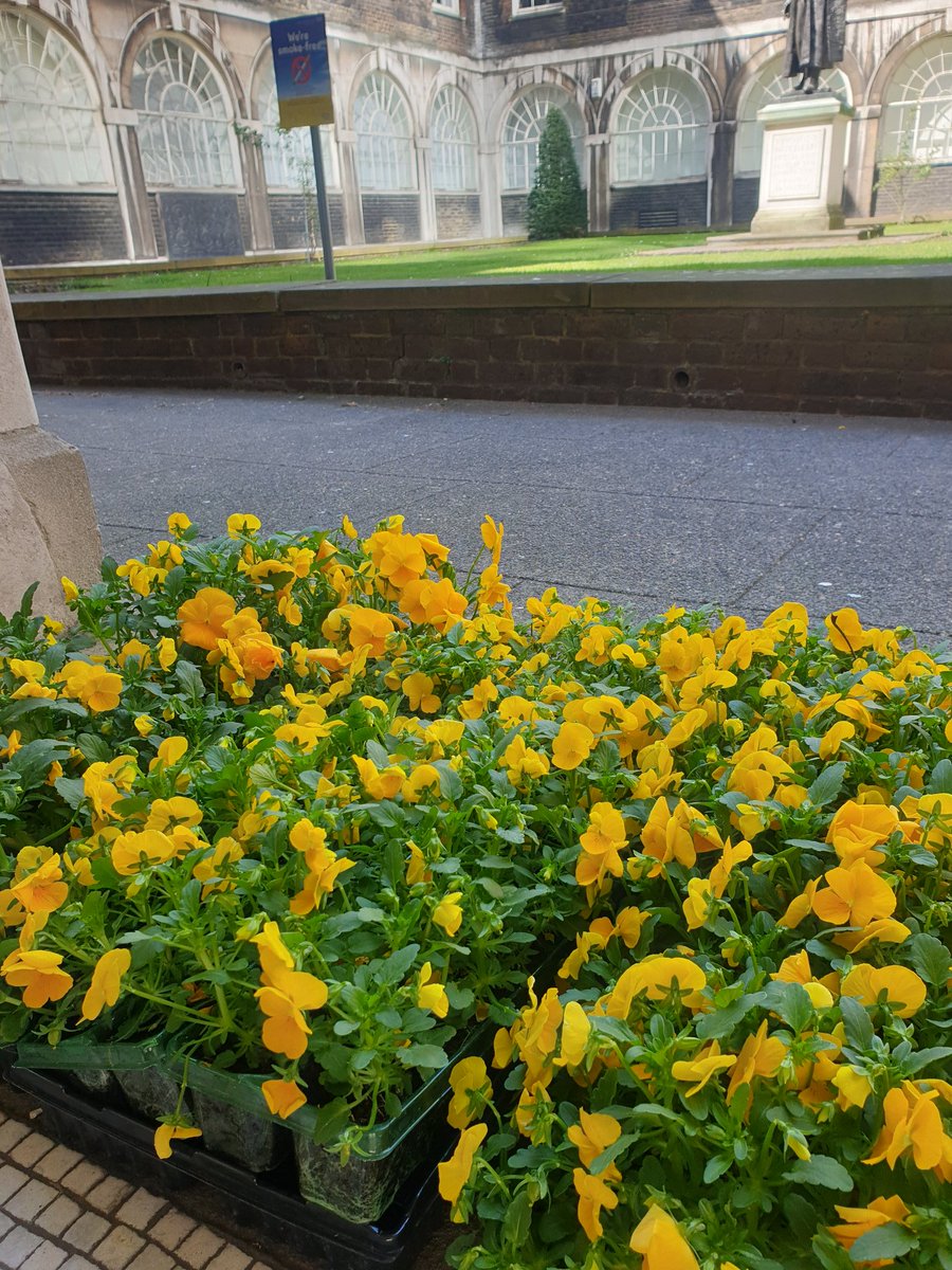 SarahMorganNHS's tweet image. Delighted our @GSTTnhs CEO @icabbs &amp;amp; our clinical &amp;amp; operational leads opened our emergency supplies #wellbeing market at the Guy's site today.

Thankyou to our partners @KingsCollegeLon for the loan of The Shed.  Come &amp;amp; see us 7.30am - 9am &amp;amp; 12pm - 2pm

Also thanks to @CJSPlants