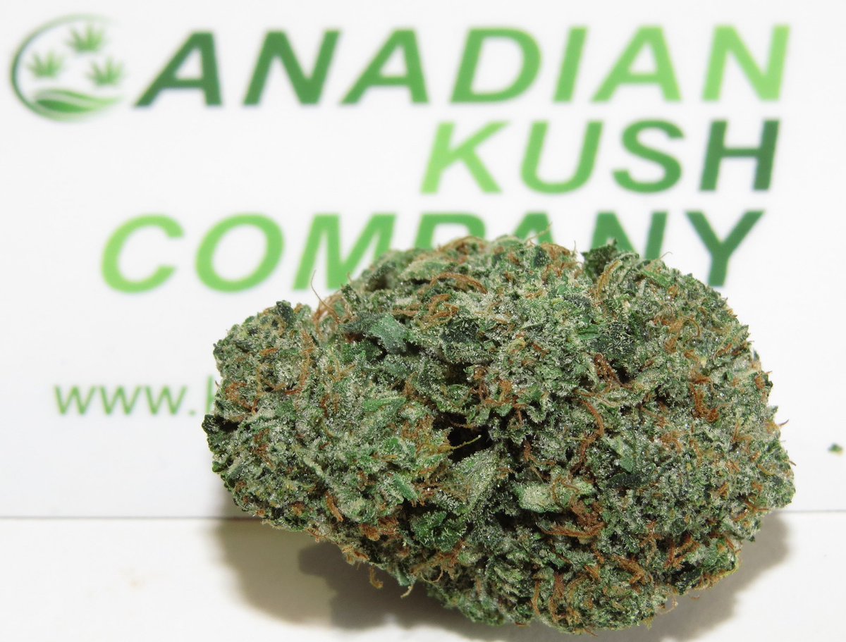 CanadianKushCo's tweet photo. New ROCKSTAR BUBBA #canada420#kush#MOM#orderonline#weed#fire#cankush#maryjane https://t.co/hq2lTZ2Cn7