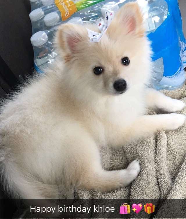 classi100's tweet photo. Rip Khole.. My baby is gone 🐶💔 https://t.co/IfBpQk8o20