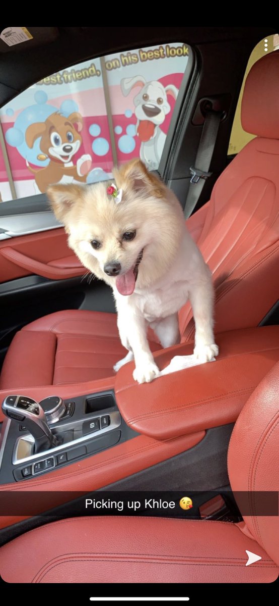 classi100's tweet photo. Rip Khole.. My baby is gone 🐶💔 https://t.co/IfBpQk8o20