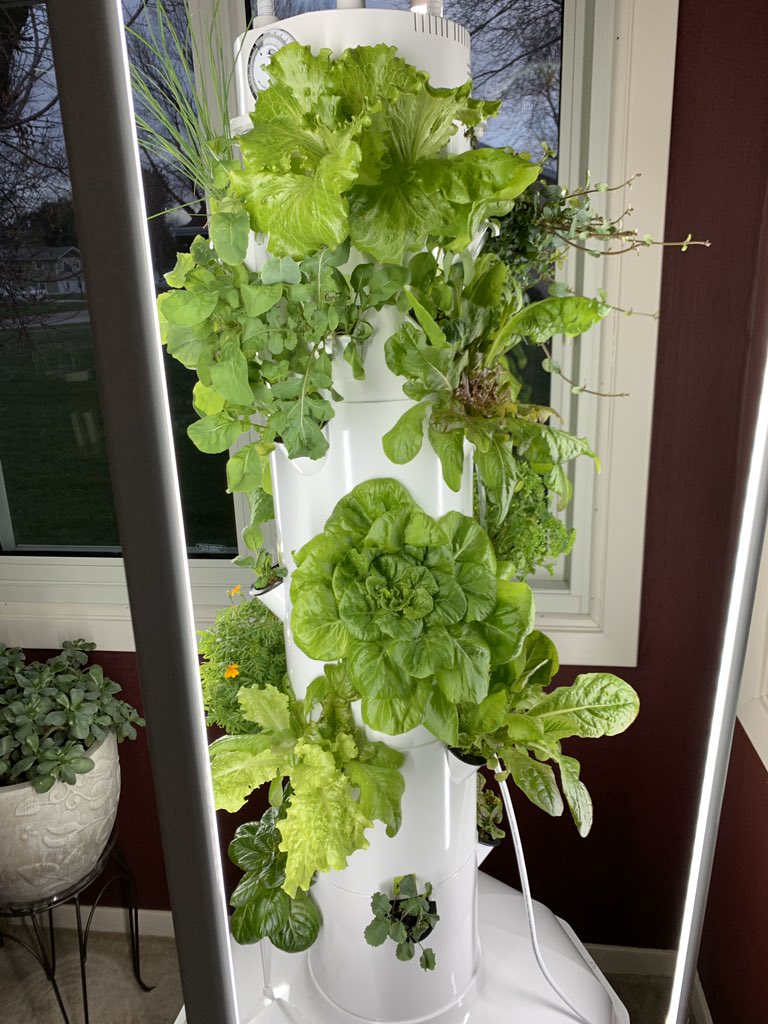 dawnbuman's tweet photo. Just made a fantastic salad for dinner! Happy to say I walked into my dining room and just picked it off my Tower Garden! What a gift for my immune system!#Towertotable #Towergarden #Luckygirl https://t.co/wVcAiilaJI