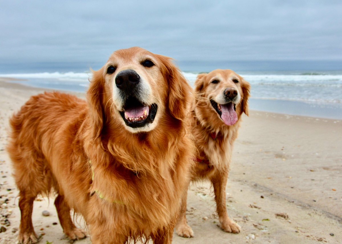 HamptnRetrievrs's tweet photo. Happy #TongueOutTuesday
We can’t believe this picture was taken just over a month ago. Time flies
🐾 #StayHome
#GRC #ToT #quarantine #beachdog #beachbum #rescuedog #goldenretriever #sandbarbeach #duneroad #hamptonbays #hamptons #hamptonsdog #dogsofthehamptons #rescuedogs #dogs https://t.co/dknJshyqKK