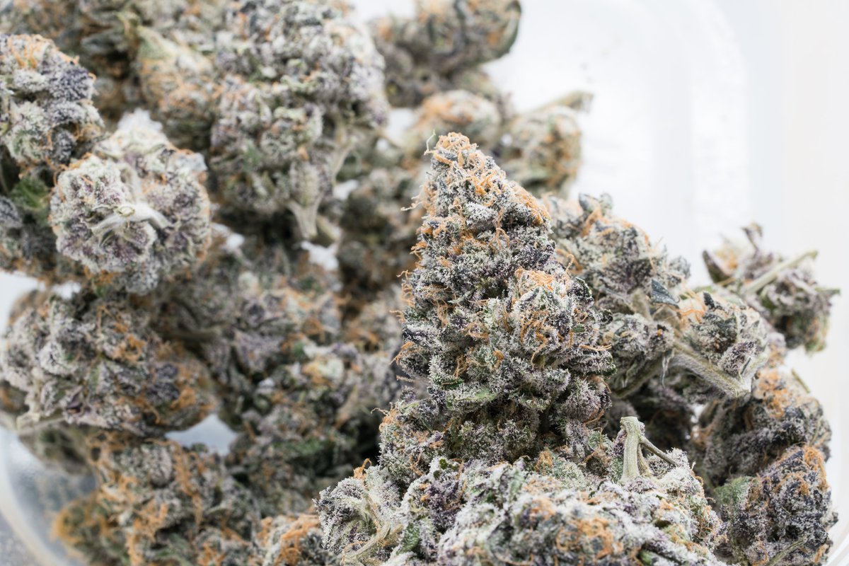 4plantscup's tweet photo. We learned that Scoops #8 variation of gelato x Tina x cookies&amp;cream was grown in the same location, but under 2 different medical licenses. You can find both Pro Medical runners-up on instagram @eveningstarcraft &amp; (again!) @thedevilsfarmer, who submitted Desconocida Kush. https://t.co/etPjBKRuUI