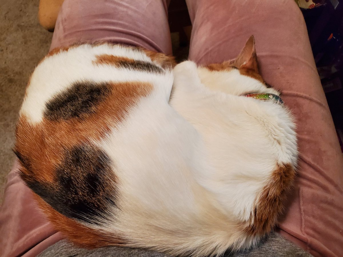HauntedVagina's tweet photo. Gozer has been really enjoying our Emma discussion. #7922Austen https://t.co/d62dh7w9vU