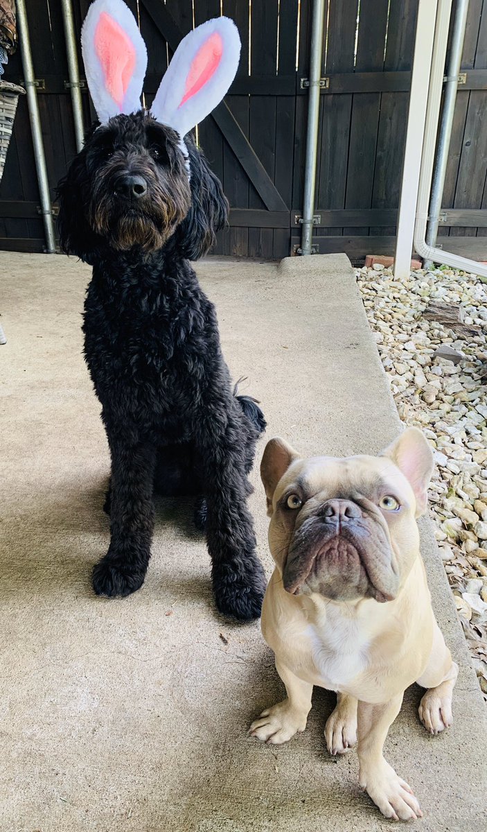 Ms_CadenaELA's tweet photo. My favorite guys/new coworkers, Dirk and Dallas! #TooCuteTuesday #WebbBears https://t.co/7ZyccvdNtT