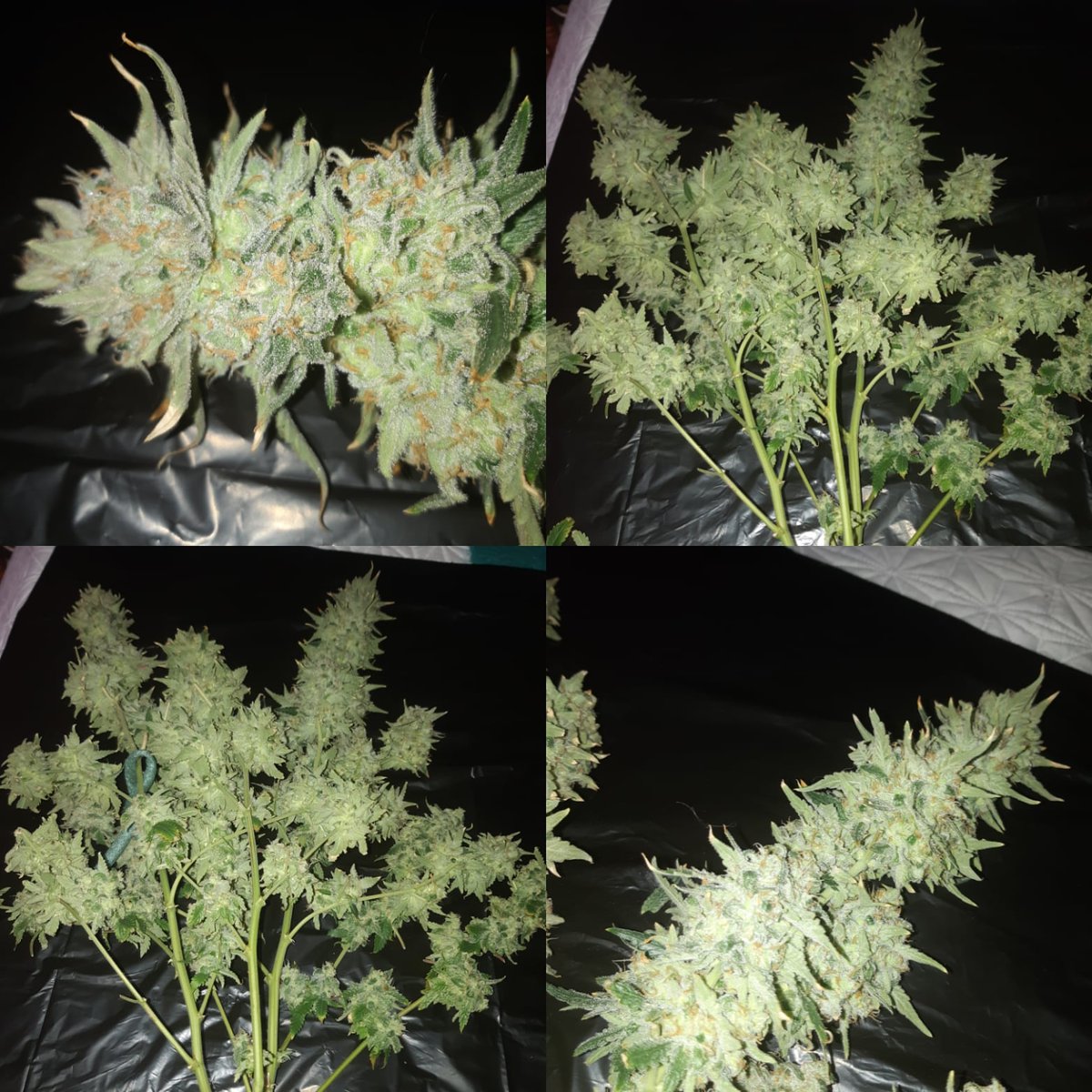 North1The's tweet photo. #cinderella99 just came down and ready to dry. What do you guys think? Super excited to try it soon. 👏👏💨🤩 #weed #cannabis #420photography #420life #growyourown #WeedLovers https://t.co/2x6nX4Ix1z