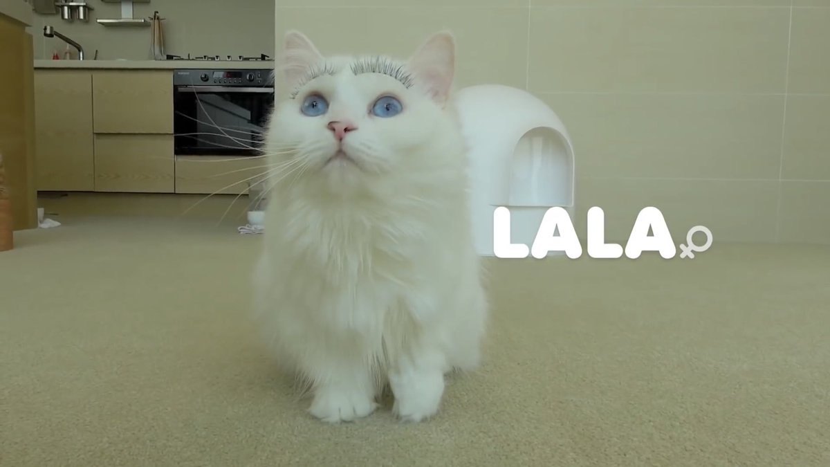 Jimi as Lala - Everything is about elegance - Too pretty - Wrap everyone in their tiny paws- Energetic af