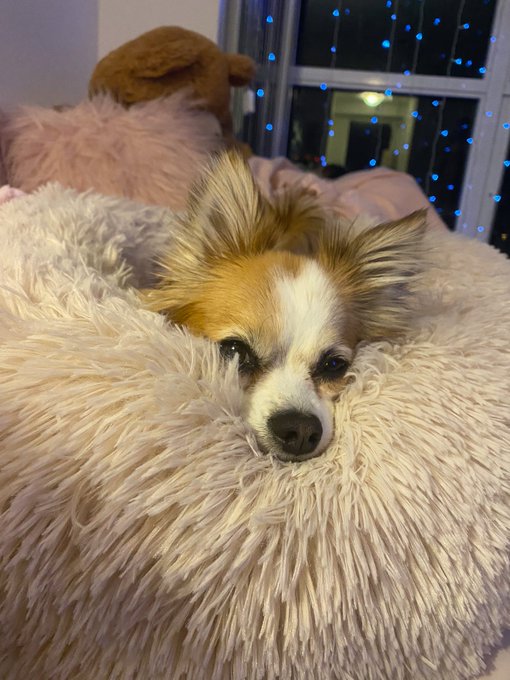ever since he accidentally peepeed on his bed he hated it after I put it thru the wash. He&rsquo;s finally