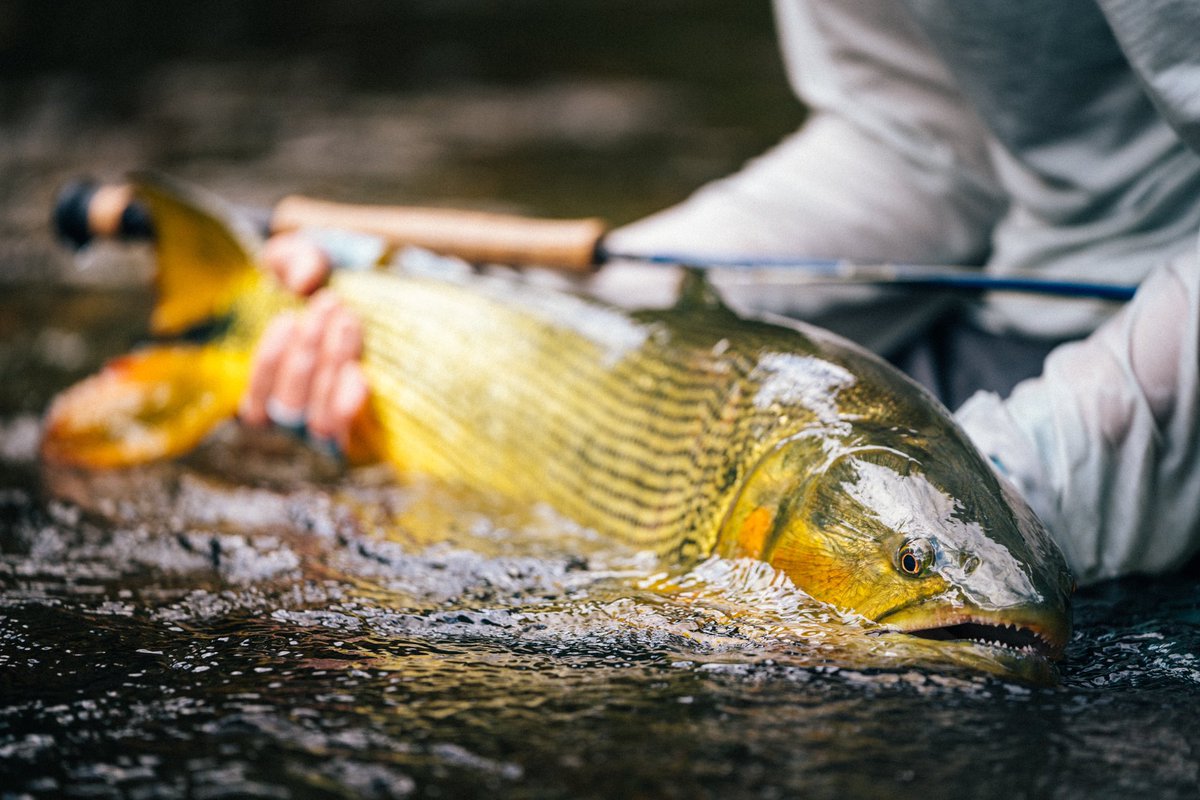 jungleangler's tweet photo. These fish are built to be the boss of the jungle. And the way they attack a fly shows they are used to dominating these waters.
Ph: Nick Kelley
#flyfishing #untamedangling #tsimane #tsimanelodges #flyfish #jungleangling #jungleflyfishing https://t.co/NNHL5dHXjg