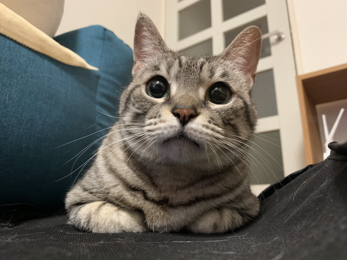 こいた コロナばっかりで気が滅入るから猫テロしようぜ きょうのネコチャーンฅ W ฅ 猫たちがなにか狙っている時のまんまるおめめってすごく可愛いですよね ˊᵕˋ 本気で狙い出すと耳がヘナ って垂れるのもかわいい W 猫 保護猫 サバトラ 猫