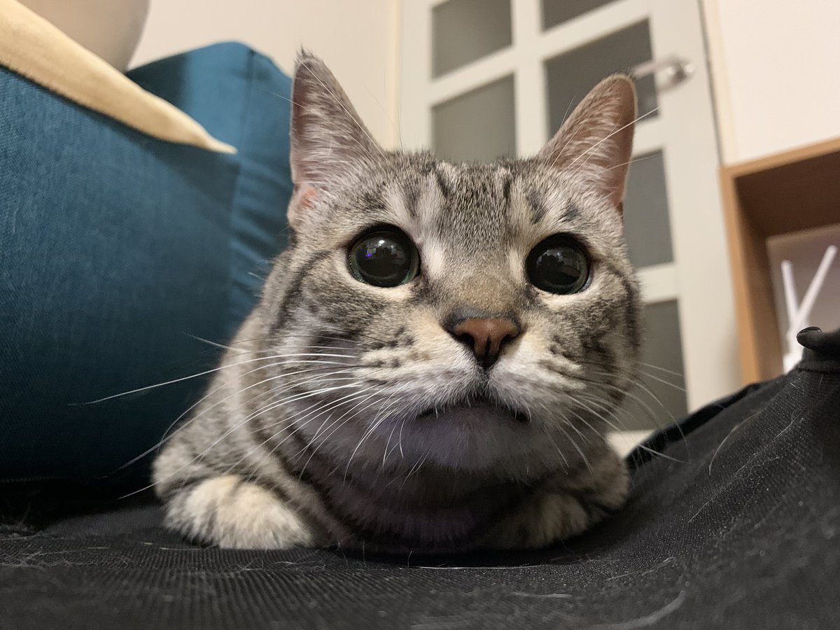 こいた コロナばっかりで気が滅入るから猫テロしようぜ きょうのネコチャーンฅ W ฅ 猫たちがなにか狙っている時のまんまるおめめってすごく可愛いですよね ˊᵕˋ 本気で狙い出すと耳がヘナ って垂れるのもかわいい W 猫 保護猫 サバトラ 猫