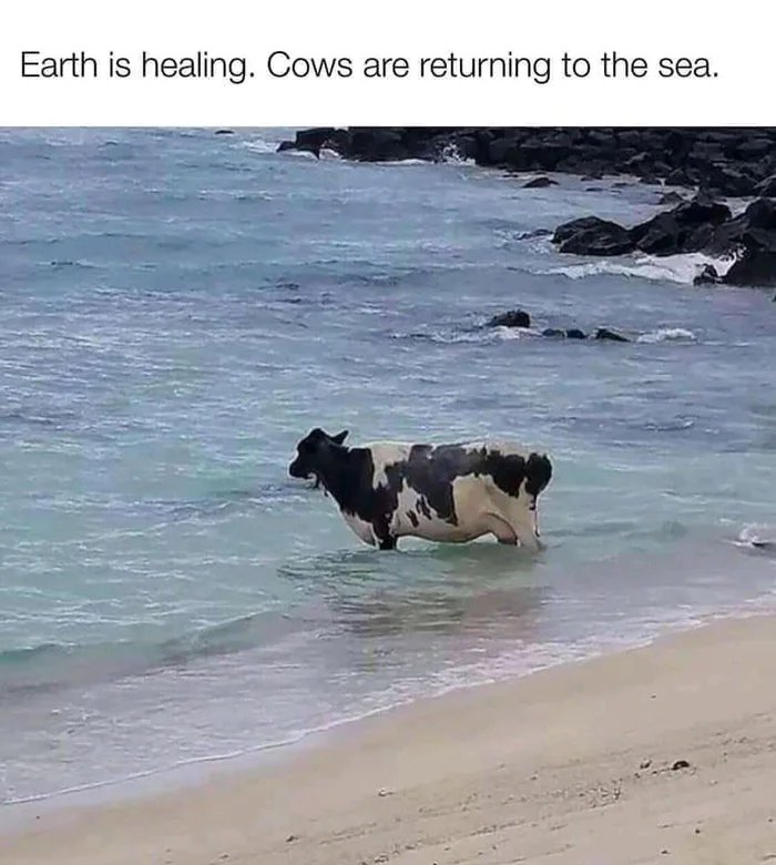 Niggas in Japan dying more coz of rice cake than covid.