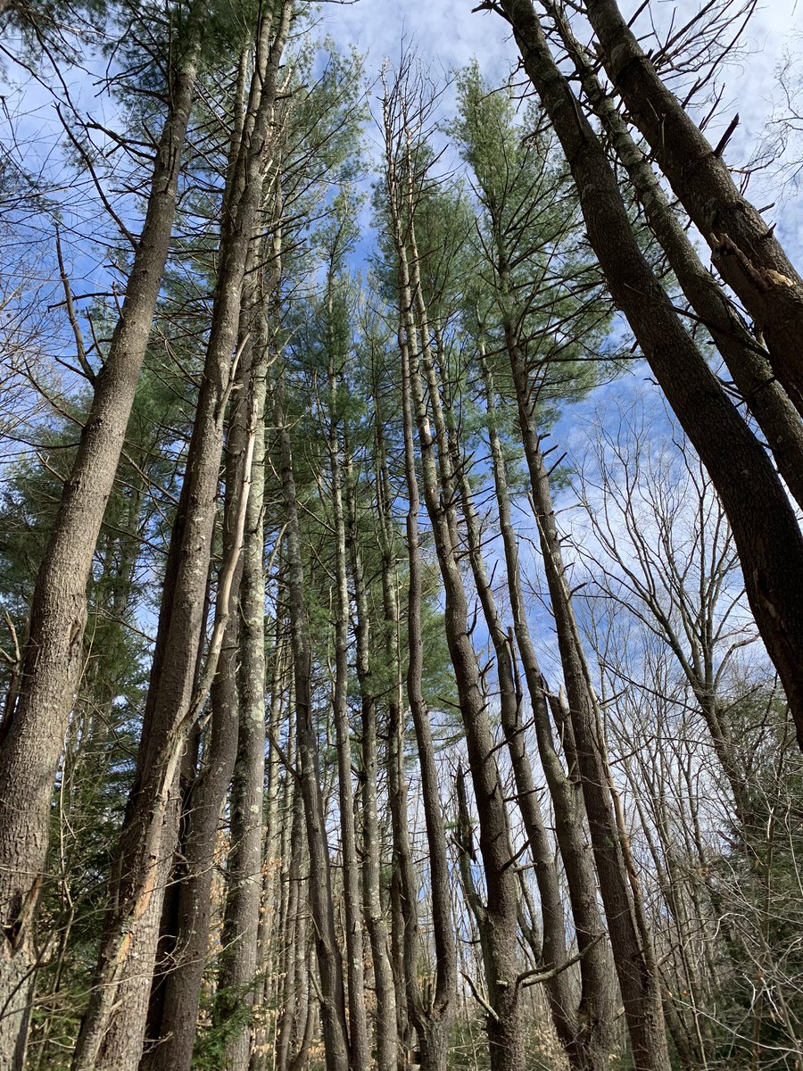 CorlynWebster's tweet photo. North and South Salmon River Trail at Day Pond State Park. #StaySafeOutside #CTtrailslesstraveled https://t.co/ufS3JjSnSe