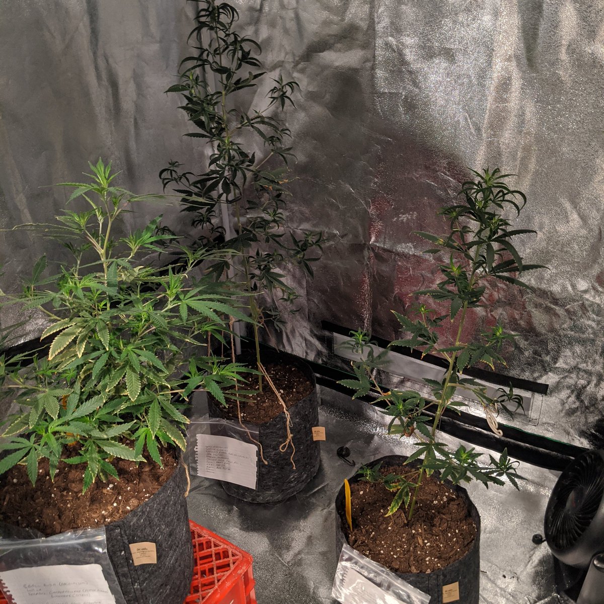 Ec81337973's tweet image. 2 #whitecookies and an #8ballkush in the bloomer.
#indoorgrow #indoorweed #huhu