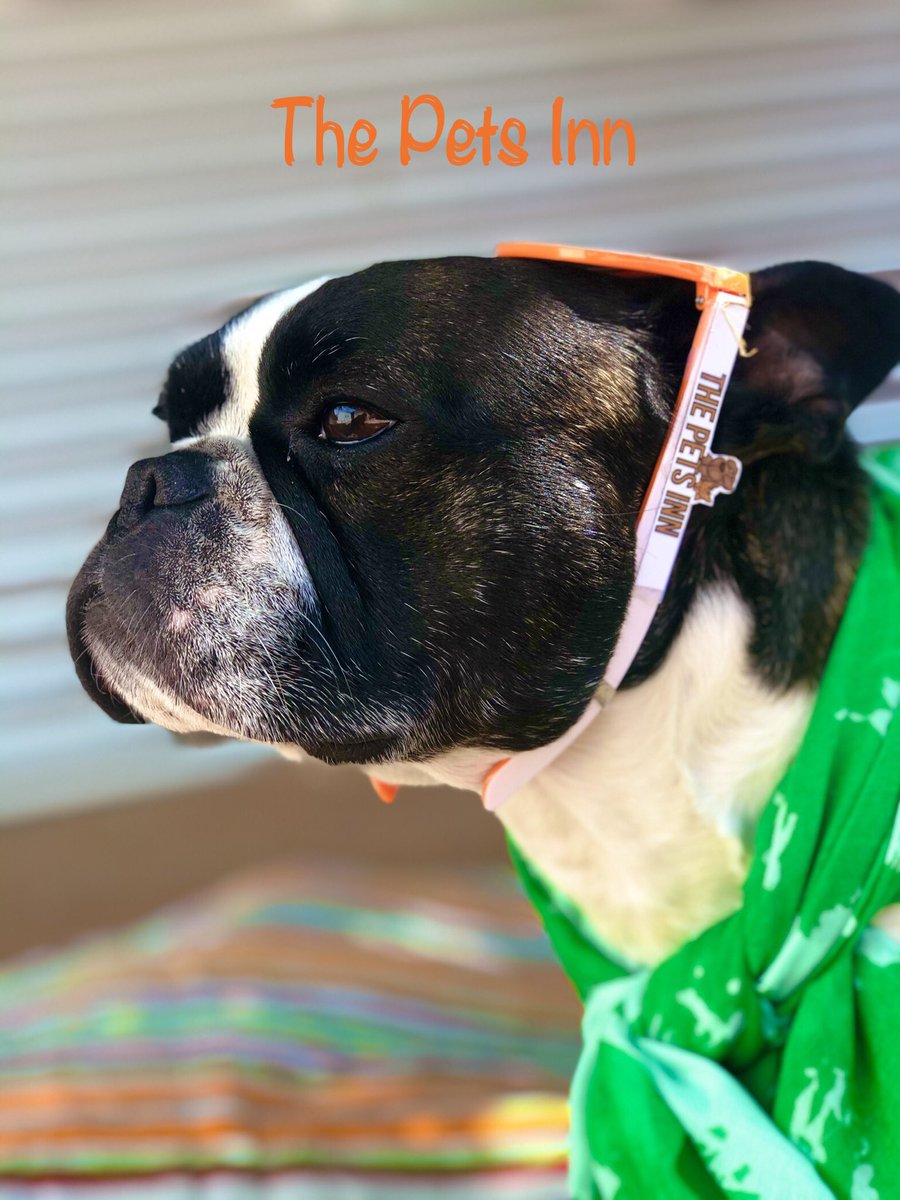 ThePetsInnSA's tweet photo. https://t.co/KjPnCzBaCC