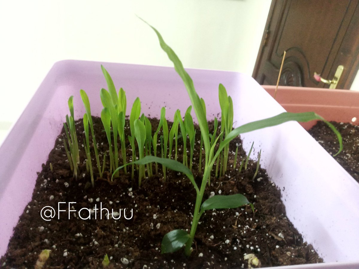 Fathimath Fathuu (fathuu_u9) tweet media