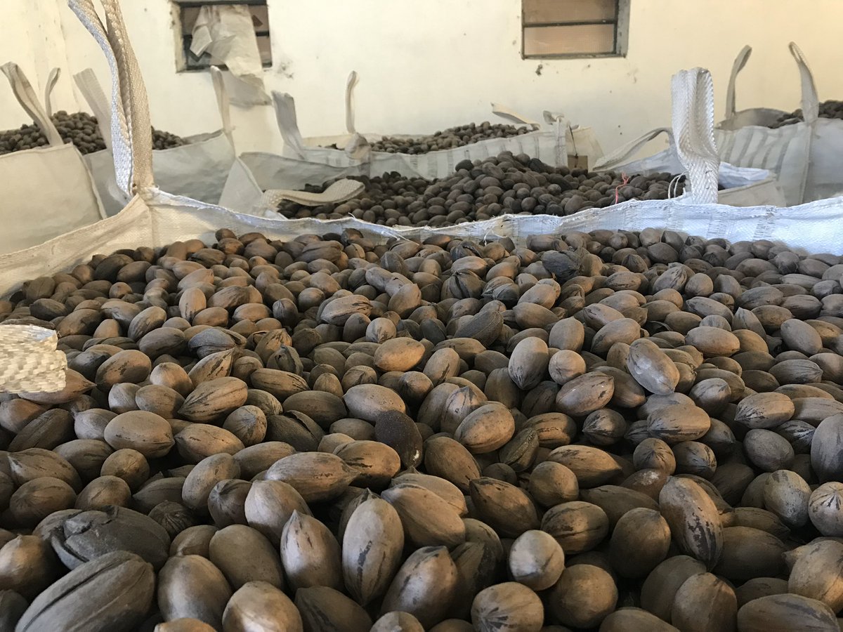 ClusterdelPecan's tweet photo. #Hoy se celebra el Día Nacional del #Pecan en Estados Unidos, uno de los principales productores y consumidores de Pecan en el mundo! Lo celebramos desde acá, a las puertas de una nueva campaña! 

#NationalPecanDay #Argentina https://t.co/JY9y2kjr1f