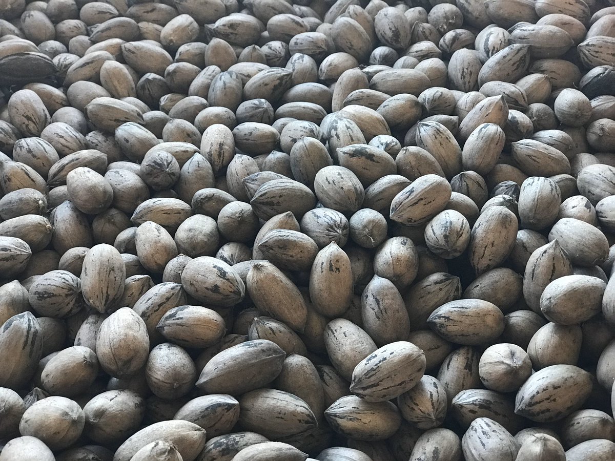 ClusterdelPecan's tweet photo. #Hoy se celebra el Día Nacional del #Pecan en Estados Unidos, uno de los principales productores y consumidores de Pecan en el mundo! Lo celebramos desde acá, a las puertas de una nueva campaña! 

#NationalPecanDay #Argentina https://t.co/JY9y2kjr1f
