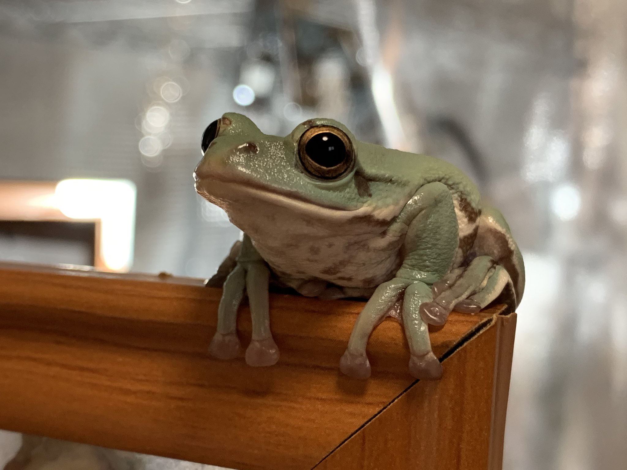 ぴよ カエルと暮らす カブちゃんは幼さも残しつつモリアオガエルらしいかっこいいシルエットでとてもいい T Co T7oo9poean Twitter