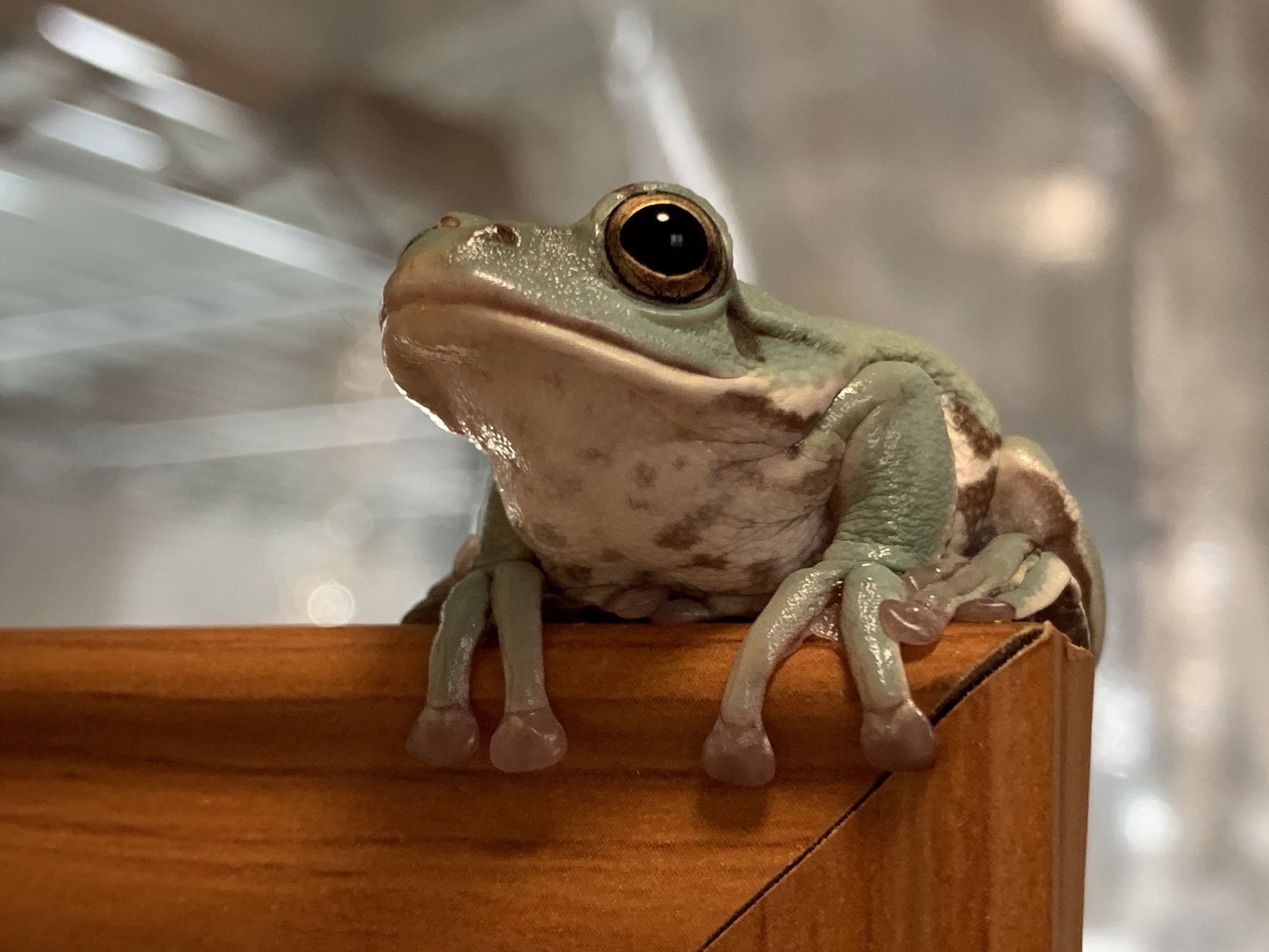 ぴよ カエルと暮らす カブちゃんは幼さも残しつつモリアオガエルらしいかっこいいシルエットでとてもいい T Co T7oo9poean Twitter
