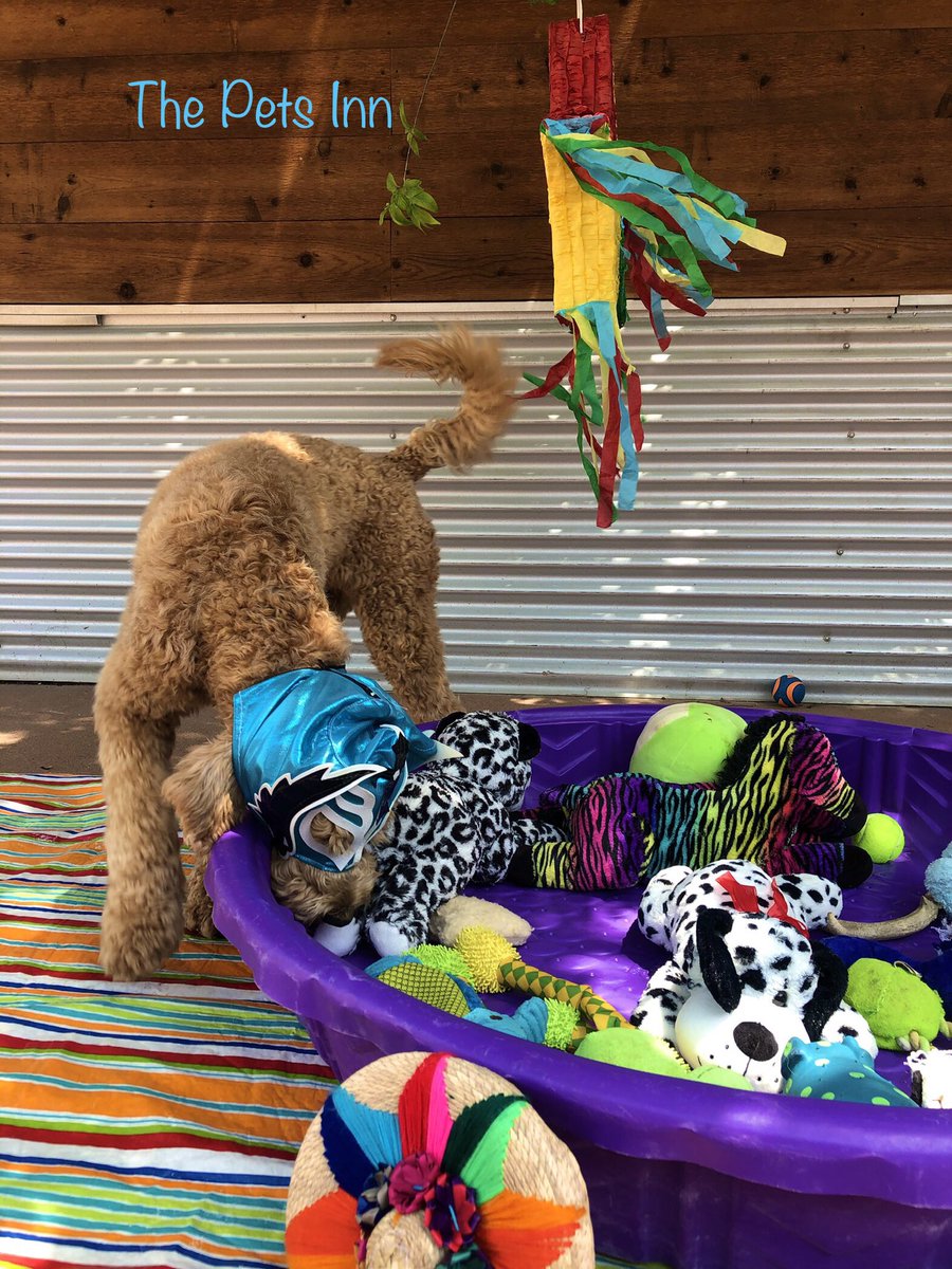 The Pets Inn SA (@thepetsinnsa) on Twitter photo 