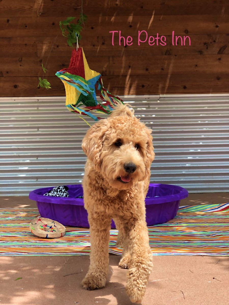 ThePetsInnSA's tweet photo. https://t.co/BYz083tmVn