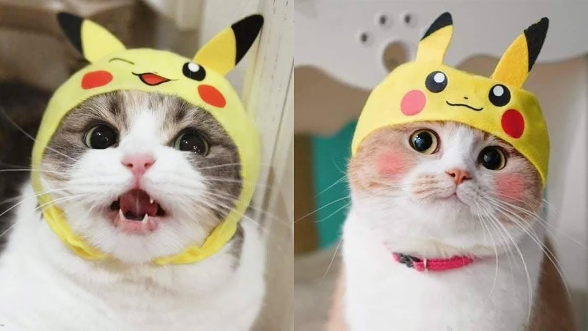 MeowMoeDotCom's tweet photo. #Aww.. Cute #Kittens - So many cute #Kittens ...
#Cats #Cat #Kittens #Kitten #Kitty #Pets #Pet #Meow #Moe #CuteCats #CuteCat #CuteKittens #CuteKitten #MeowMoe
#Awww #Cat #CatCutest #CatFunnyCompilation #CuteCats #CuteCatsVideos
https://t.co/NdzsR6QA1U
. https://t.co/rT0mS2PFxd
