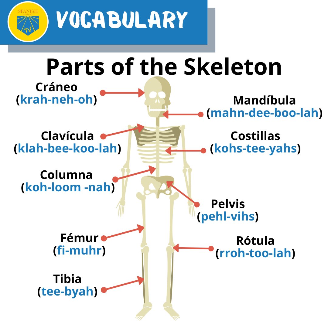essential anatomy spanish essential anatomy spanish