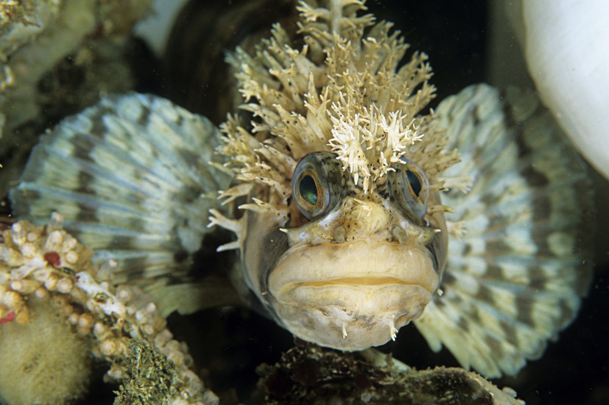 BamfieldMSC's tweet image. BMSC&apos;s Education Team is excited to present #BMSCLive: Fishy Fun! 

Tune in April 16 at 2:30 pm PDT to see a live fish feed and discussion of fish adaptations. Zoom link TBA
 
#immerseyourself #BamfieldMSC #MarineBiology