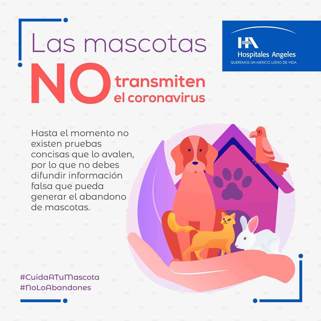 hospitalangeles's tweet photo. Los animales de compañía no contagian el virus que provoca la #Covid-19 a humanos, ni viceversa. En este caso, lo ideal es considerar las medidas de higiene recomendadas para tener una sana compañía con ellas.
Entérate: https://t.co/ytHkDv7lIJ
#pandemia l #mascotas l #coronavirus https://t.co/5kcP5uiSVQ