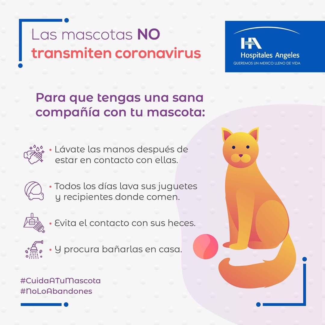 hospitalangeles's tweet photo. Los animales de compañía no contagian el virus que provoca la #Covid-19 a humanos, ni viceversa. En este caso, lo ideal es considerar las medidas de higiene recomendadas para tener una sana compañía con ellas.
Entérate: https://t.co/ytHkDv7lIJ
#pandemia l #mascotas l #coronavirus https://t.co/5kcP5uiSVQ