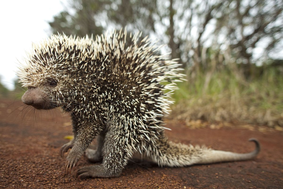 O filme Sonic se fosse no Brasil, com certeza o Sonic seria o brasileiríssimo ouriço-cacheiro (Coendou prehensilis). Utilizam seus espinhos apenas para proteção contra predação.