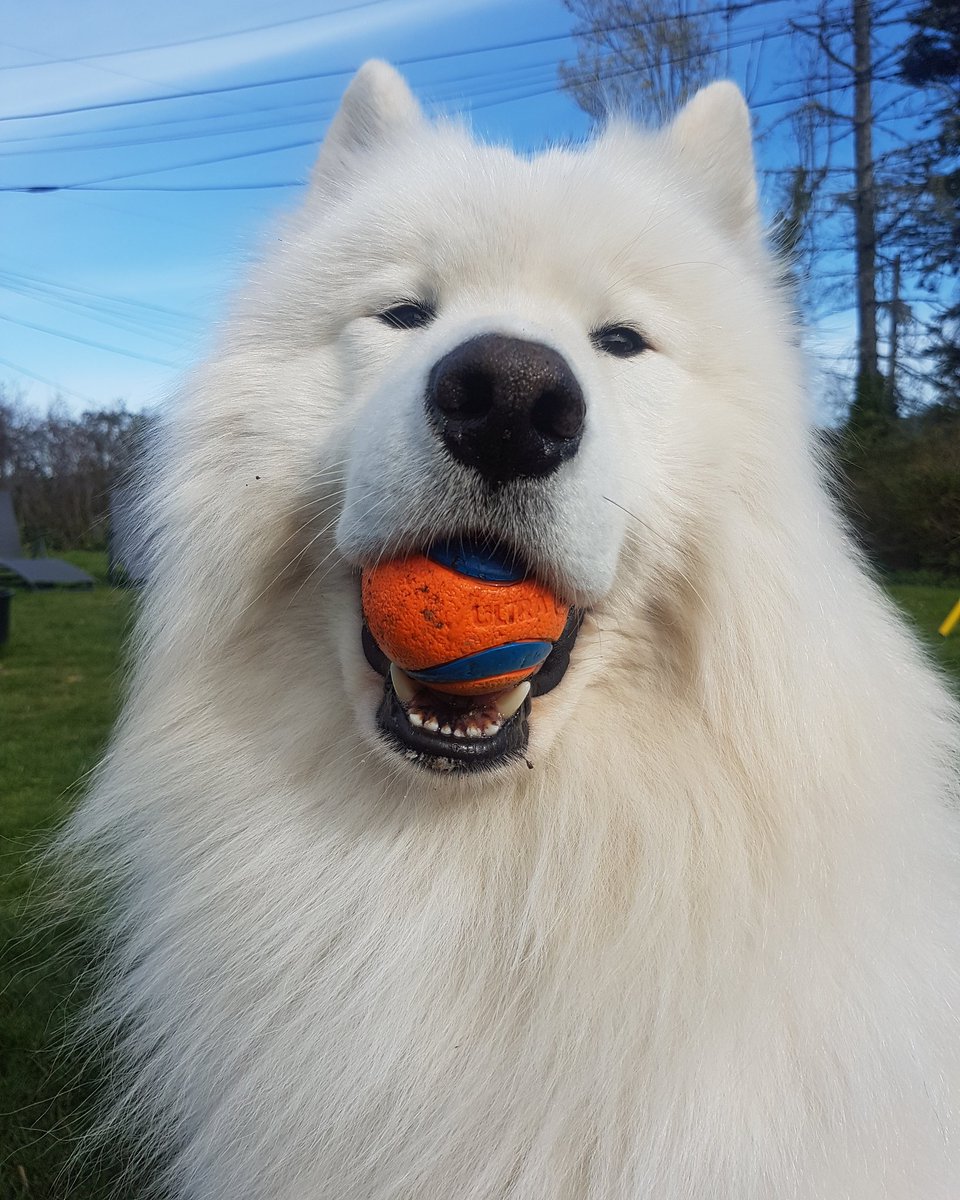 🎵Toss a bol for your pupper oh Karen of dexterity🎶
#yyj #dogsoftwitter #Samoyed #sooke #dog #dogs #witcher #tossacointoyourwitcher #witchernetflix #Sing #song #whitewolf #theshoobieking