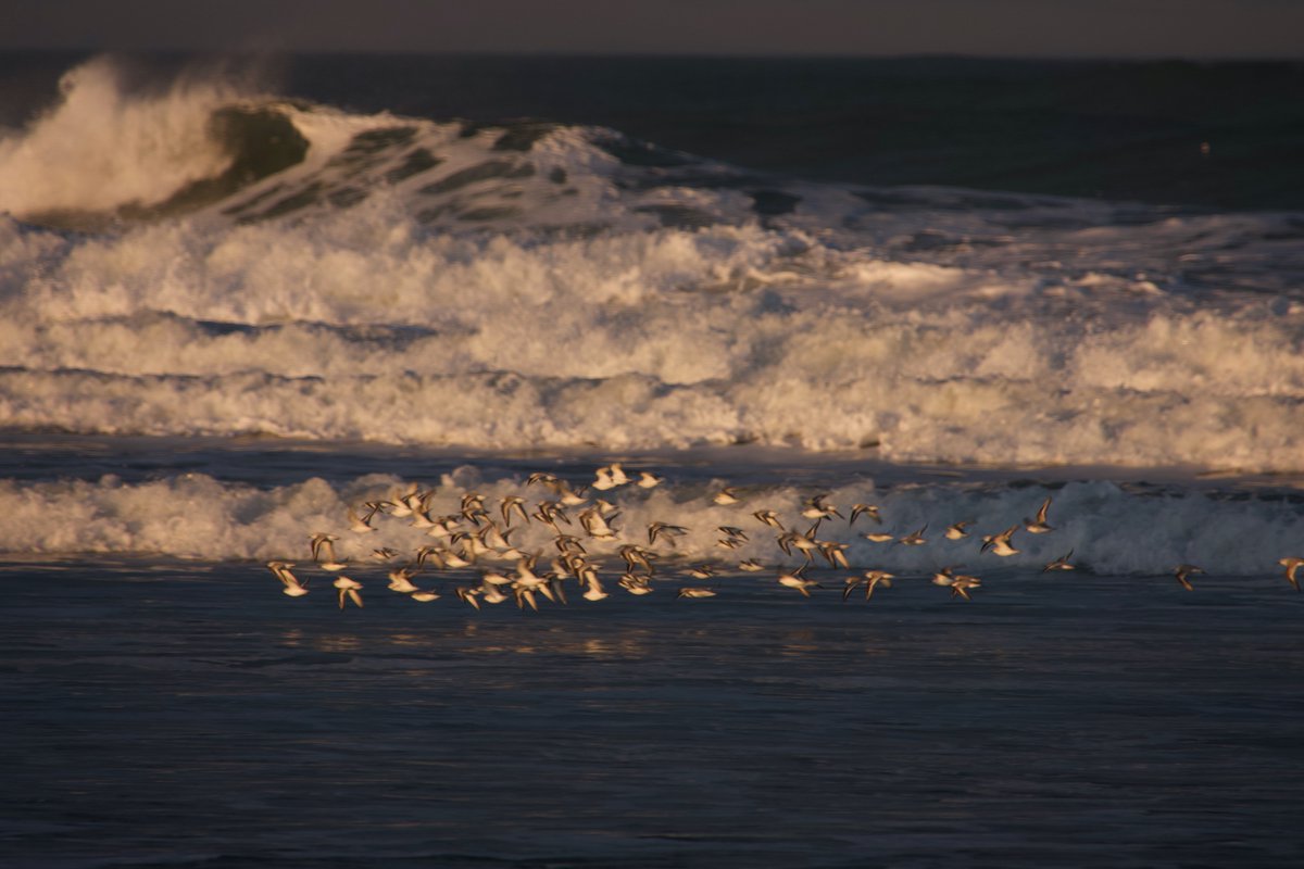 Michaelwalsh02's tweet image. #pipingplovers in Salisbury beach April 6th,  Keep and eye out for nesting birds in the dunes.   @GrtrNbptToday @SeacoastSciCtr @seacoastonline @MassAudubon