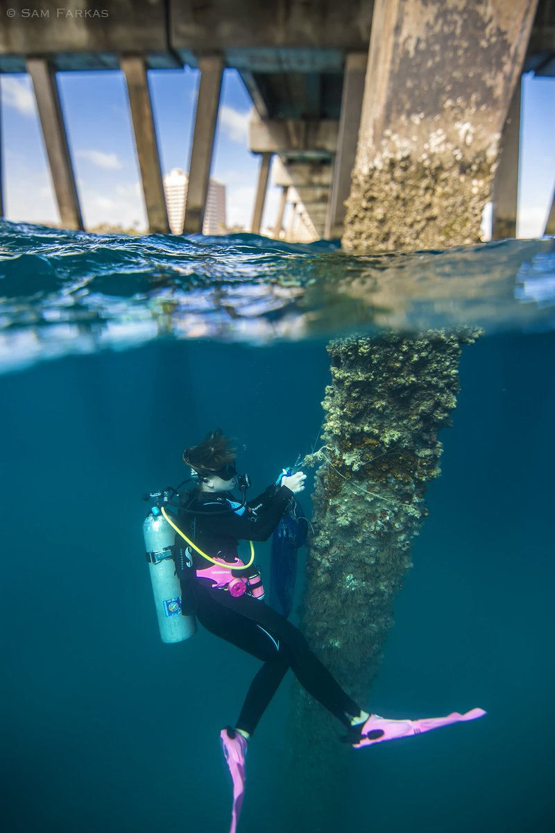 discoverwtravel's tweet photo. With crowds away, this Florida conservation group is helping local marine life - https://t.co/SqkdqADl2L https://t.co/rVVQO25h4u