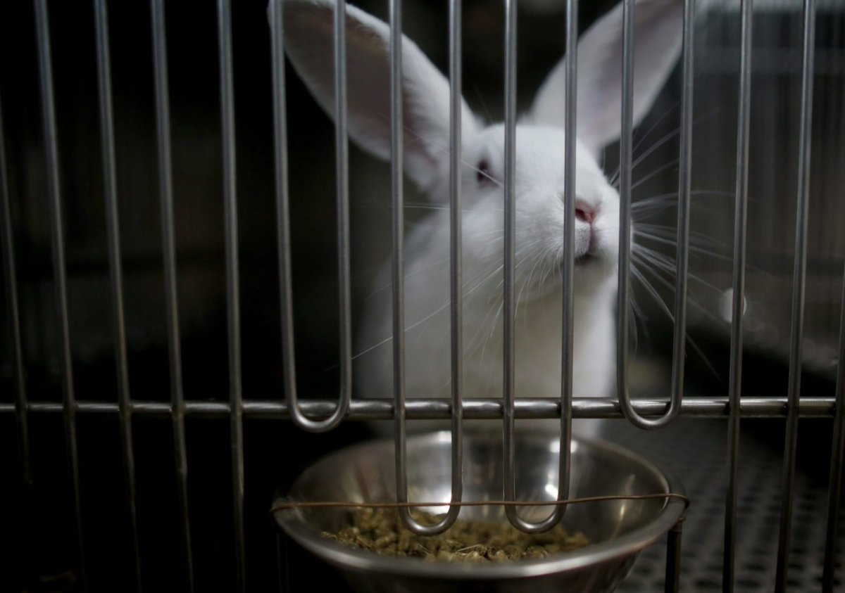 Sheffield University used 59 rabbits for experiments in 2018 😪

📷 Andrew Skowron 🐇

#WorldDayForLaboratoryAnimals #LabAnimalDay
#DayForLaboratoryAnimals #WorldLabAnimalDay