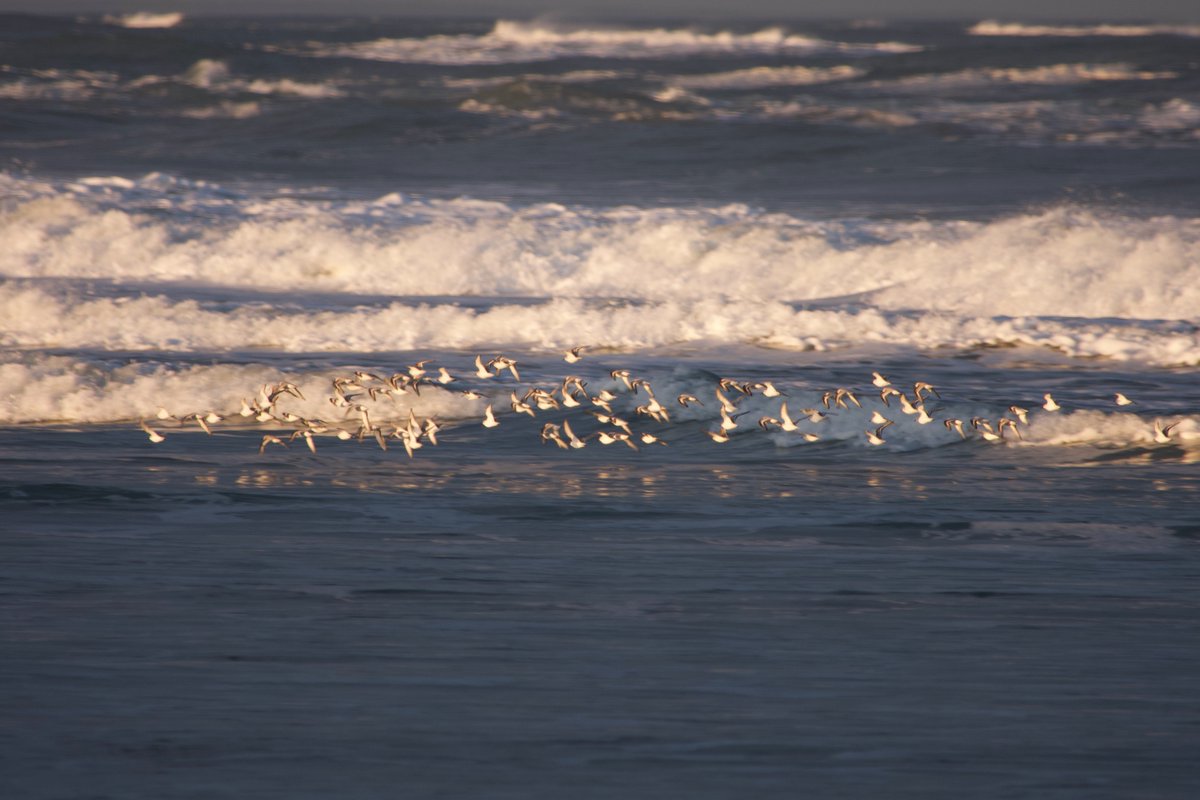 Michaelwalsh02's tweet image. #pipingplovers in Salisbury beach April 6th,  Keep and eye out for nesting birds in the dunes.   @GrtrNbptToday @SeacoastSciCtr @seacoastonline @MassAudubon