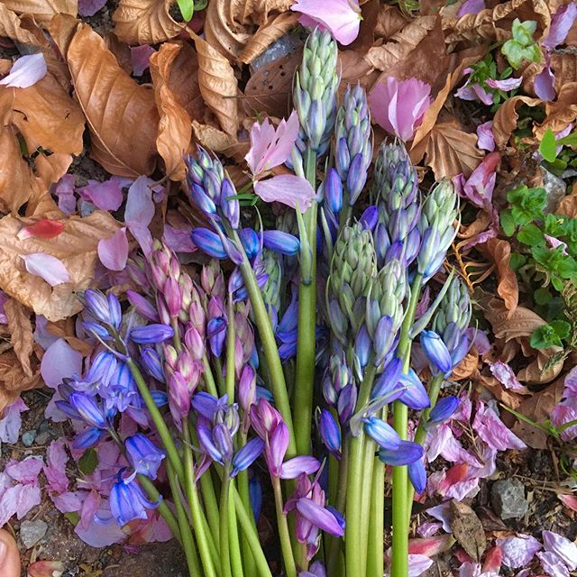 radmiralflowers's tweet image. Spanish Bluebells are a scourge (sigh) and it will take ages to dig them out. Fortunately they make excellent cut flowers, so tomorrow I’ll get the rest before the bees do! .
.
.
.
.
.
#hyancinthoideshispanica #invasive #prettypests #noscent #gardenworkout #nowaste http://zpr